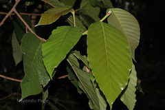 Dipterocarpus indicus